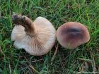 Tricholoma imbricatum