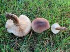 Tricholoma imbricatum