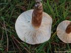 Tricholoma imbricatum