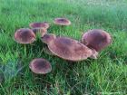 Tricholoma imbricatum