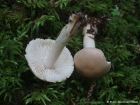 Tricholoma inamoenum