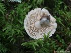 Tricholoma inamoenum