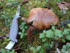 Tricholoma pessundatum