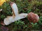 Tricholoma pessundatum