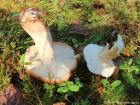 Tricholoma pessundatum