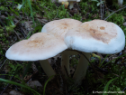 Tricholoma stiparophyllum