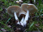 Tricholoma stiparophyllum