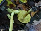 Tricholoma sulphureum
