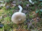 Tricholoma virgatum