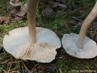 Tricholoma virgatum