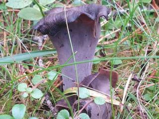 cantharellus4.jpg