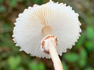 lepiota2.jpg