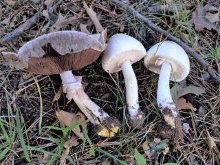 Agaricus xanthodermus