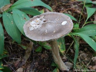  Amanita vaginata