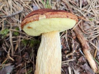 Aureoboletus projectellus
