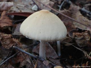 Candolleomyces candolleanus