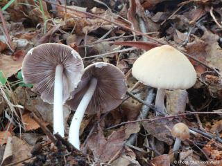 Candolleomyces candolleanus