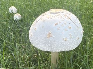Chlorophyllum molybdites
