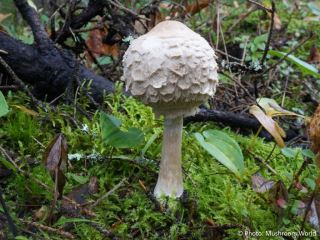  Chlorophyllum rhacodes