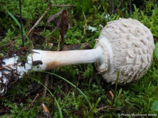  Chlorophyllum rhacodes