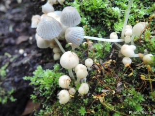 Coprinellus disseminatus
