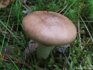 Gomphidius glutinosus