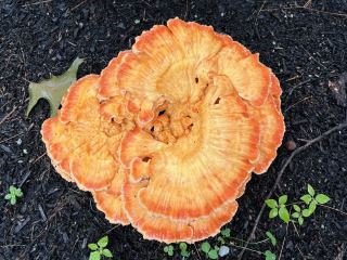  Laetiporus cincinnatus