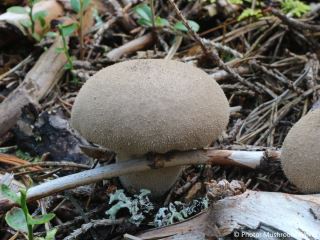  Lycoperdon molle