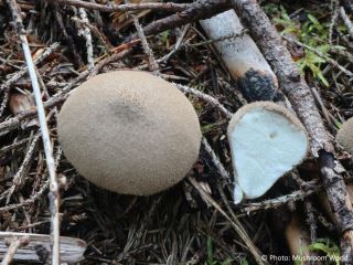  Lycoperdon molle