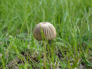  Parasola plicatilis