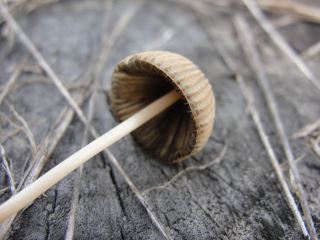  Parasola plicatilis