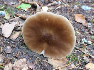 Pluteus cervinus