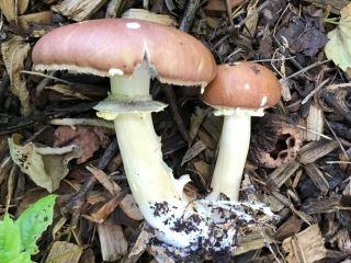 Stropharia rugosoannulata